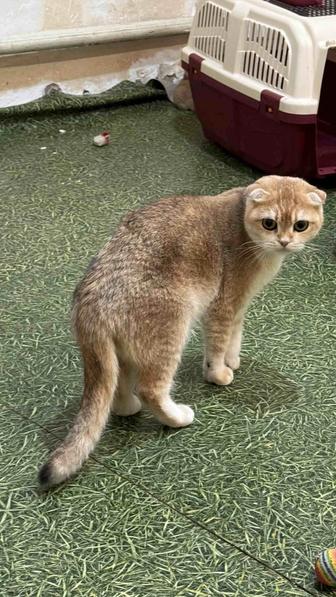 Продам шикарную кошечку золотую шиншиллу шотландской породы!