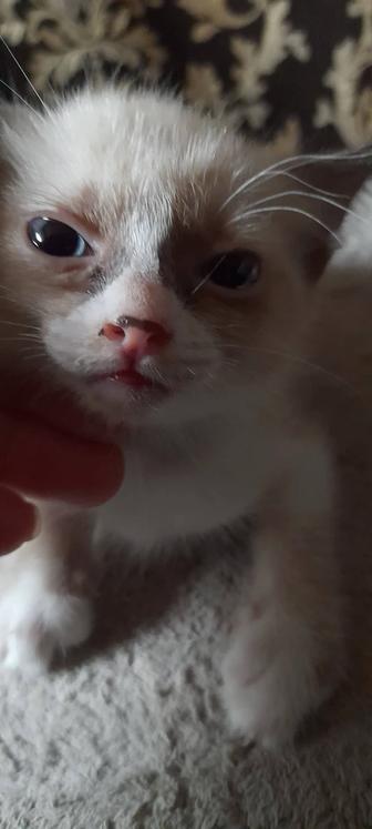 Девочка Скоттиш страйт кофейного окраса.
