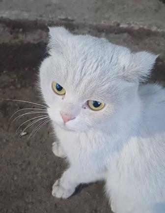Красивая киса, Ищем самые лучшие руки
