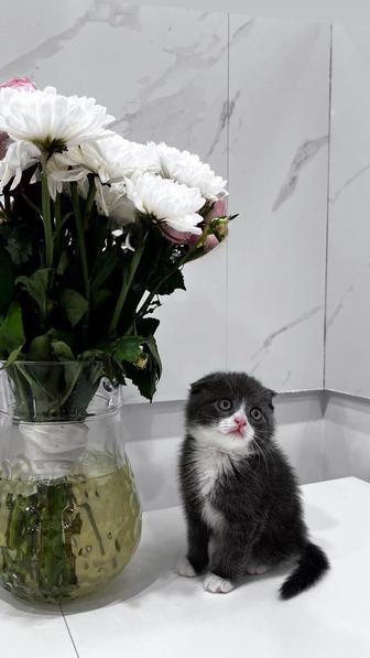 Породистый котенок