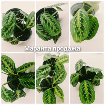 Маранта Lemon Lime