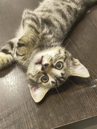 котенка в добрые лапки