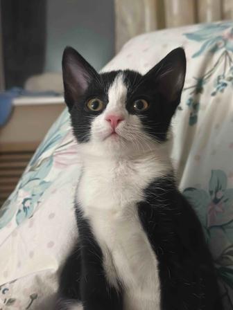 Котенок ищет дом