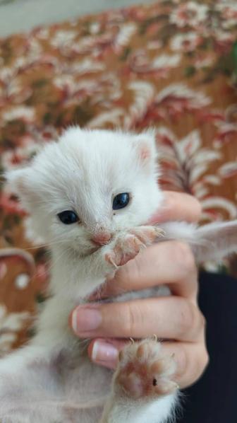 Маленький котенок