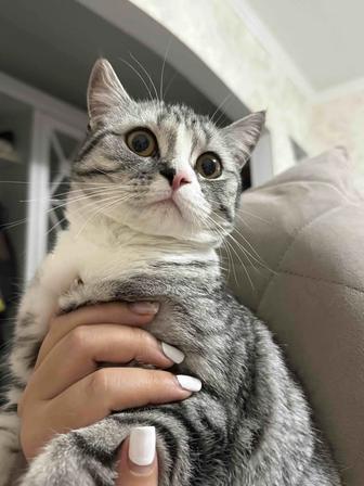 Мраморная шотландка ищет свой дом