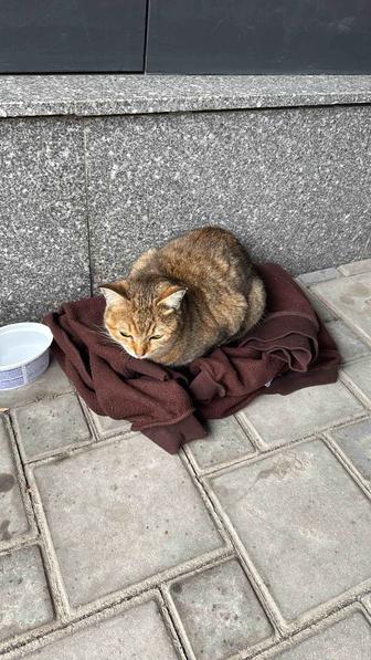 Кошечка ищет дом