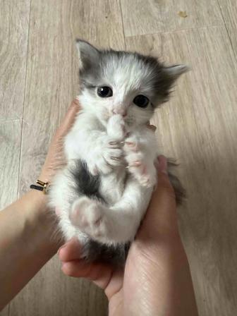 Отдам котят