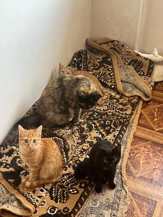 Отдам котят