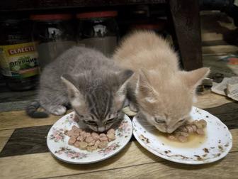 Отдам котят в хорошие руки, котята девочки
