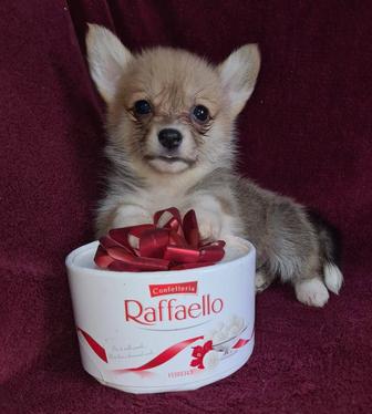 Продам щенков вельш корги пемброк.