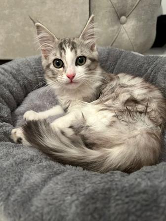 Отдам даром кошку