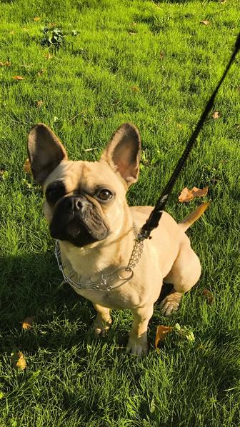 Одежда для собак