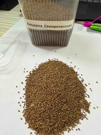 Жоңышқа тұқымдары сатылымда!