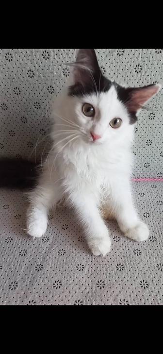 Котенок мальчик 3 мес отдаем в хорошие руки