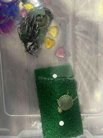 Отдам бесплатно черепшек