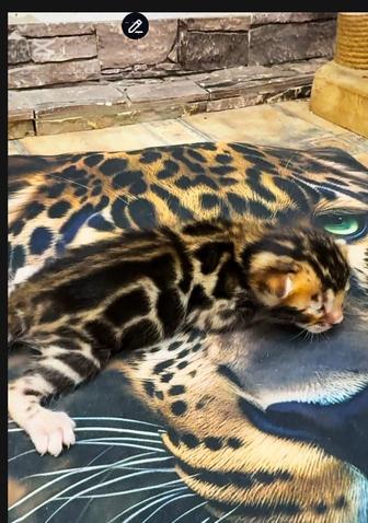 Бенгальские котята