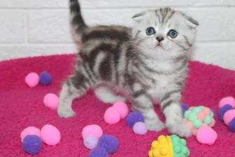 Вислоухие котятки редкого окраса