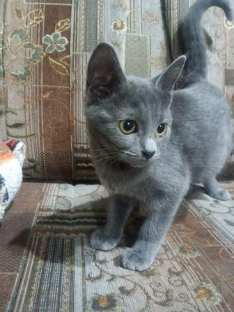 Отдам котенка в хорошие руки