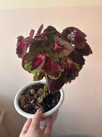 Фикус, колеус