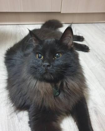 Нужен дом для кошки!