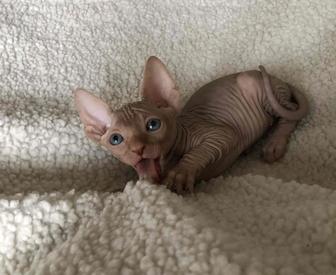 Котята Канадский Сфинкс