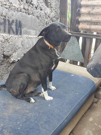 Пропала собака