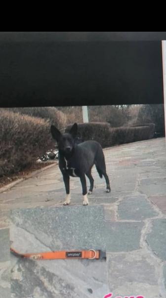 Пропала собака