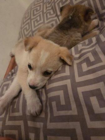 Отдам миленьких 4 щенят даром