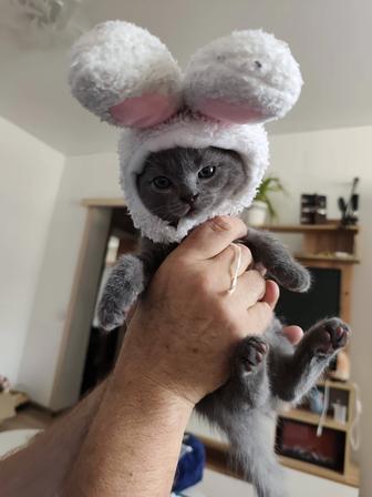 Котята 1,5 мес