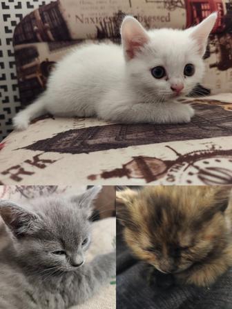 Котята 1,5 мес