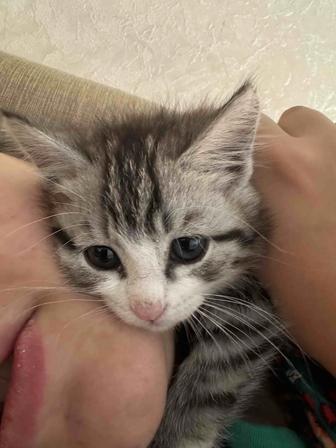 Отдам в добрые руки кота