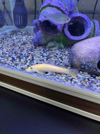 Золотистый гиринохейлус