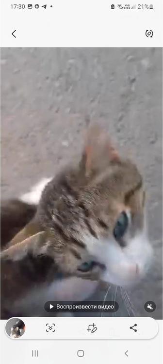 Кот ищет дом