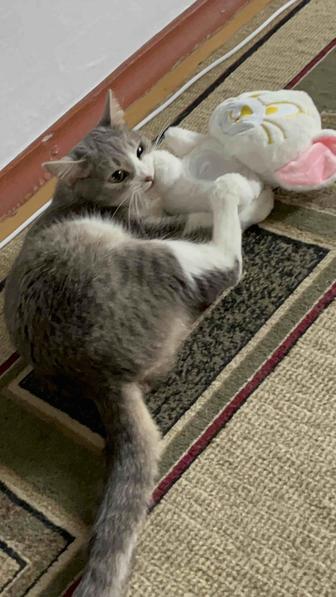Кошка 3 года