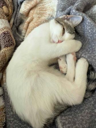 Отдам котенка бесплатно