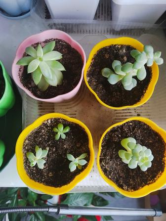 Мини суккуленты