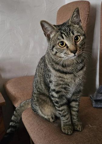 Молодой кот.