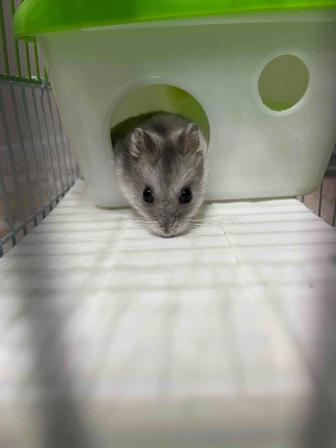 Хомяк с клеткой