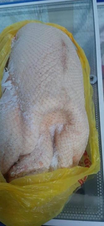 Продам домашних гусей