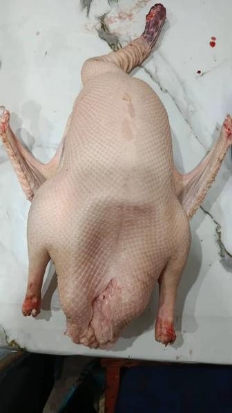 Продам домашних гусей