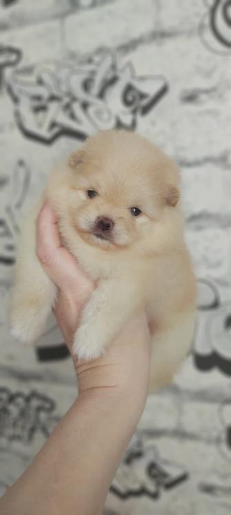 Щенки шпица