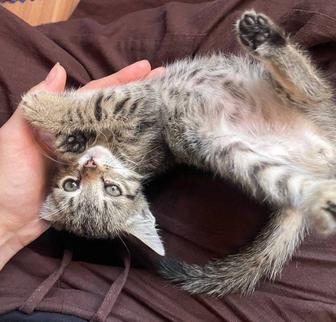 Котенок ищет дом