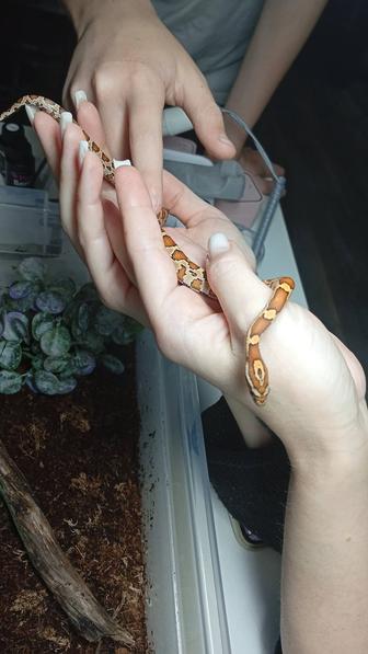 Маисовый полоз