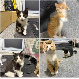 Котята в добрые руки