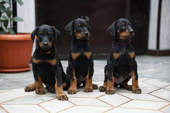 Продам щенков добермана