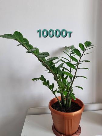 Замиокулькас