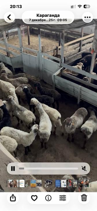 Қой семіз жемделген