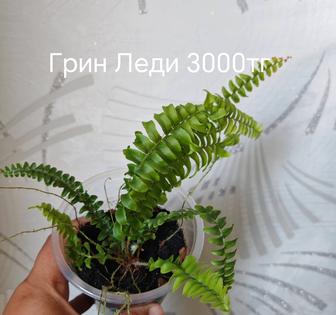 Комнатные папоротники