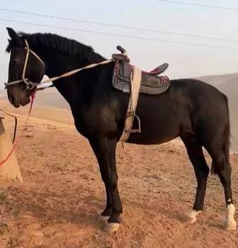 жеребец орловской породы пять лет 164 в холке