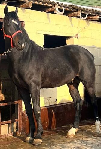 жеребец орловской породы пять лет 164 в холке